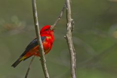 Scarlet Tanager, Piranga olivacea