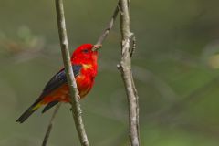 Scarlet Tanager, Piranga olivacea