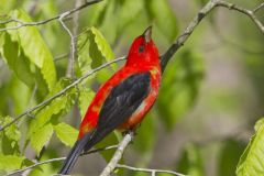 Scarlet Tanager, Piranga olivacea