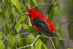 Scarlet Tanager, Piranga olivacea