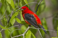 Scarlet Tanager, Piranga olivacea