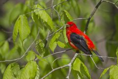 Scarlet Tanager, Piranga olivacea