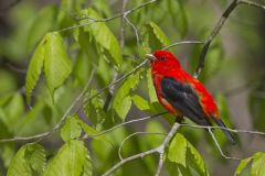 Scarlet Tanager, Piranga olivacea