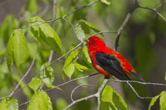 Scarlet Tanager, Piranga olivacea