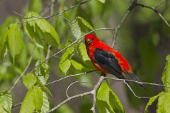 Scarlet Tanager, Piranga olivacea