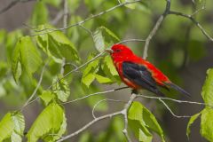 Scarlet Tanager, Piranga olivacea