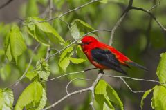 Scarlet Tanager, Piranga olivacea