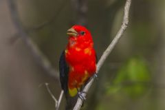 Scarlet Tanager, Piranga olivacea