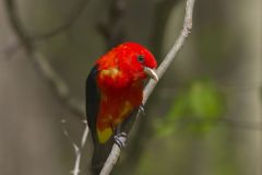 Scarlet Tanager, Piranga olivacea