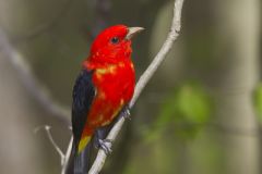 Scarlet Tanager, Piranga olivacea