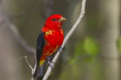 Scarlet Tanager, Piranga olivacea