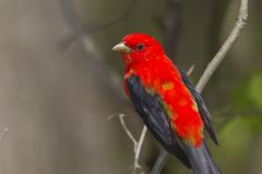 Scarlet Tanager, Piranga olivacea