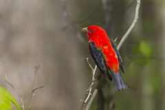 Scarlet Tanager, Piranga olivacea