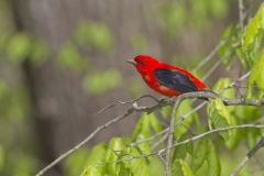 Scarlet Tanager, Piranga olivacea