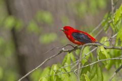 Scarlet Tanager, Piranga olivacea