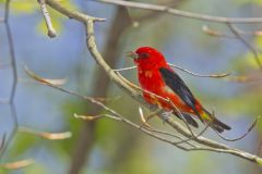 Scarlet Tanager, Piranga olivacea