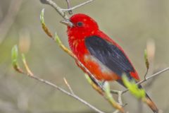 Scarlet Tanager, Piranga olivacea