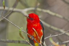 Scarlet Tanager, Piranga olivacea