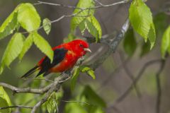 Scarlet Tanager, Piranga olivacea