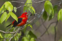 Scarlet Tanager, Piranga olivacea