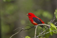 Scarlet Tanager, Piranga olivacea