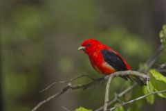 Scarlet Tanager, Piranga olivacea