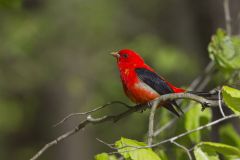 Scarlet Tanager, Piranga olivacea