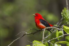 Scarlet Tanager, Piranga olivacea