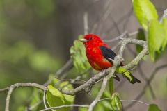 Scarlet Tanager, Piranga olivacea