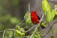 Scarlet Tanager, Piranga olivacea