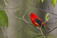 Scarlet Tanager, Piranga olivacea