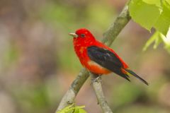 Scarlet Tanager, Piranga olivacea