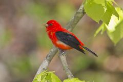 Scarlet Tanager, Piranga olivacea