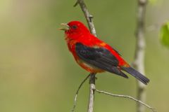 Scarlet Tanager, Piranga olivacea