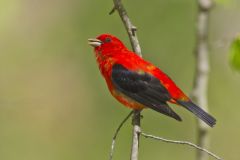 Scarlet Tanager, Piranga olivacea