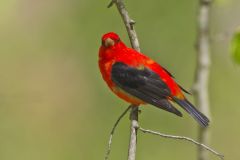 Scarlet Tanager, Piranga olivacea