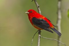 Scarlet Tanager, Piranga olivacea