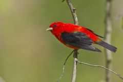 Scarlet Tanager, Piranga olivacea