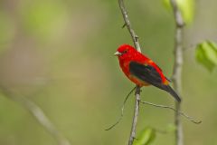 Scarlet Tanager, Piranga olivacea