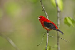 Scarlet Tanager, Piranga olivacea