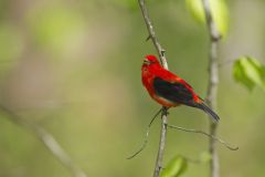 Scarlet Tanager, Piranga olivacea