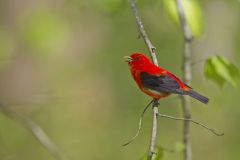 Scarlet Tanager, Piranga olivacea