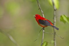 Scarlet Tanager, Piranga olivacea