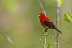 Scarlet Tanager, Piranga olivacea