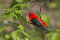 Scarlet Tanager, Piranga olivacea