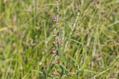 Scarlet Toothcup, Ammannia coccinea