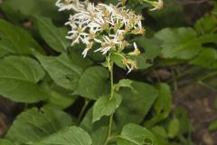 Schreber's Aster, Eurybia schreberi