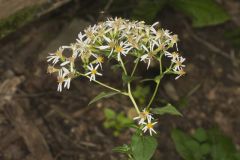 Schreber's Aster, Eurybia schreberi