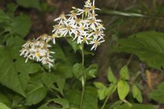 Schreber's Aster, Eurybia schreberi