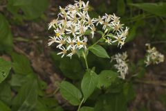 Schreber's Aster, Eurybia schreberi